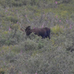 017_Denali_Bus_IMG_3710a