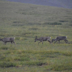 030_Denali_Bus_IMG_3774