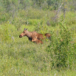 These moose were in a lot of photos today.