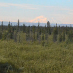 Very lucky to see Mount McKinley/Denali. Usually obscured by weather from here. Never visible from the park headquarters because it is behind so many other mountains. Denali is in the middle of a long range of mountains and the visitor center is at one end.