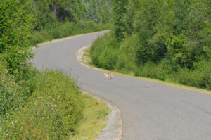 Large Coyote (thought it may have been a wolf)