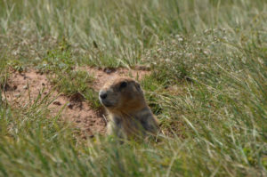 They like to sit halfway out of their hole and watch