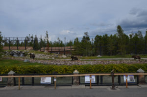 A wide shot of the enclosure, the keepers had just called the bears in. Food is next so they came running.