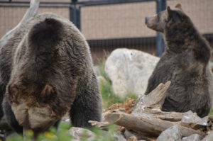 I believe this pair are brother and sister.