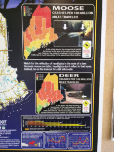 Moose and Deer collision statistics