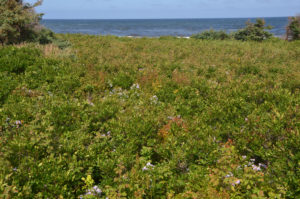 A sea of bushes with flowers interspersed everywhere.