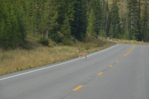 Young deer crossing the road.