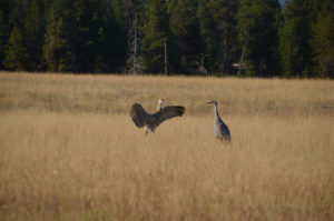 YellowstoneBirds_007