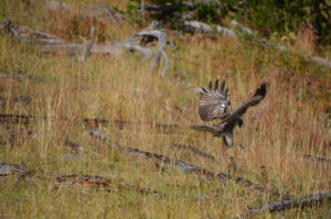 YellowstoneBirds_022