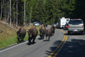 YellowstoneBison_002