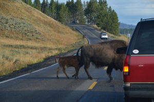 YellowstoneBison_005