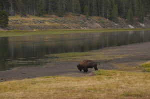 YellowstoneBison_020