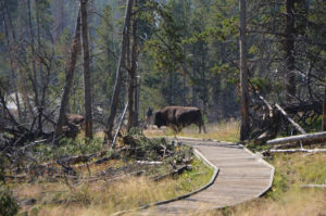 YellowstoneTour_013