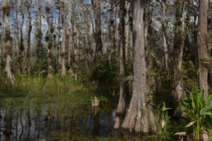 BigCypress_004