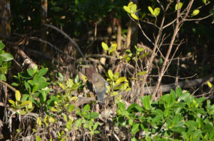 Green Heron