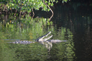 And some pushing and the male swims away.