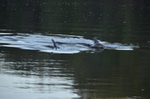 Two adult dolphins come swimming out of the channel with a very young little one. Probably no more than three weeks old.