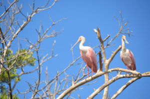 Everglades_041