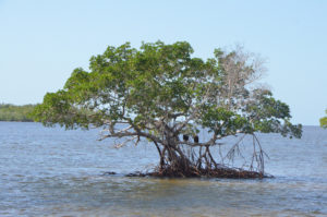 Everglades_078