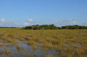 Everglades_087