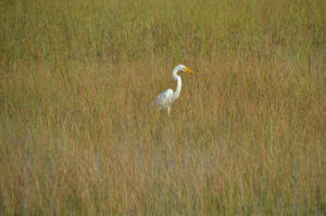 Everglades_091