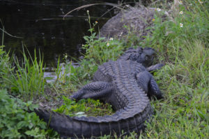 Everglades_113