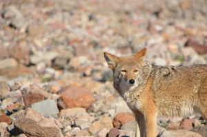 DeathValley055