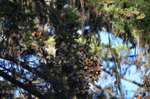 Monarchs_002