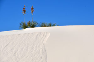 Now that you know the yuccas are reaching down deep under all the sand. That crisp new surface isn't forever, and neither is the part that slid away.